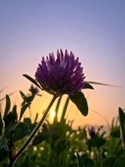 詰め草のシルエット