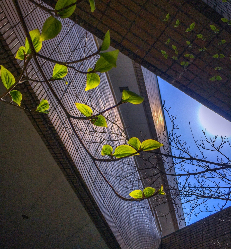 ヤマボウシの若葉