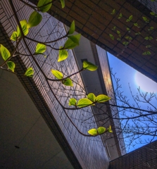 ヤマボウシの若葉