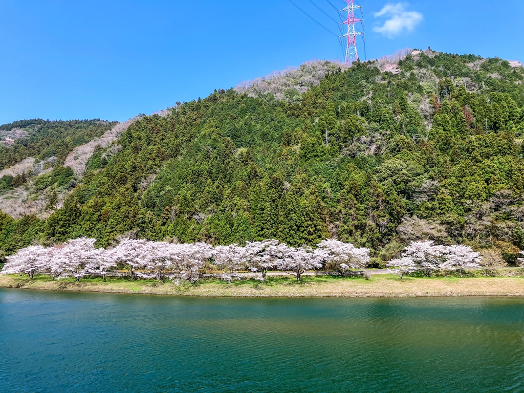 対岸のSAKURA