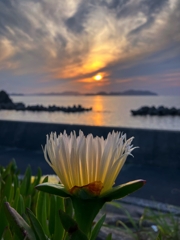 バクヤギク（莫邪菊）の横顔