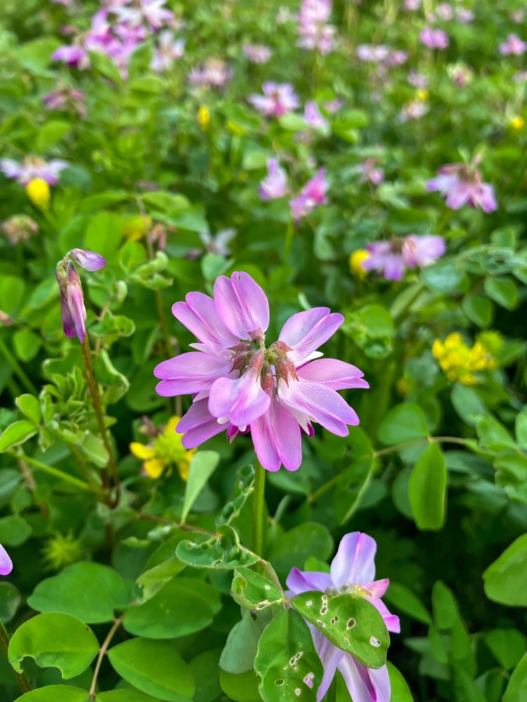レンゲソウ咲いた