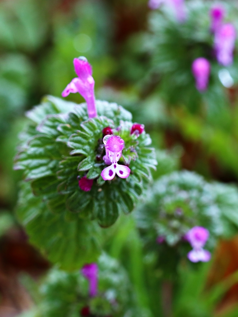 オオイヌノ何やら