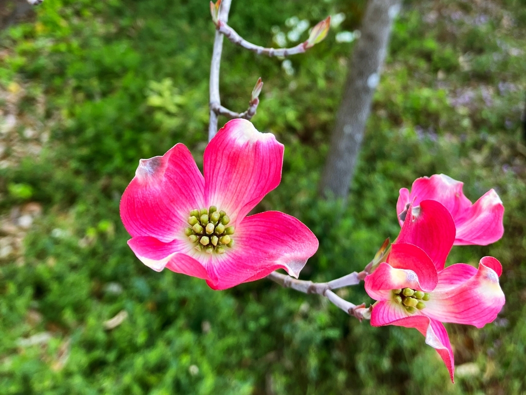 ハナミズキ咲いた
