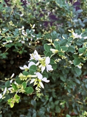 白いハギの花