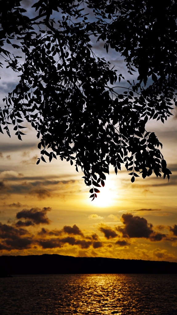 栴檀のシルエット