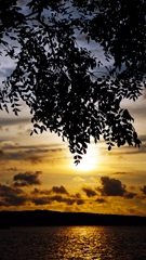 栴檀のシルエット