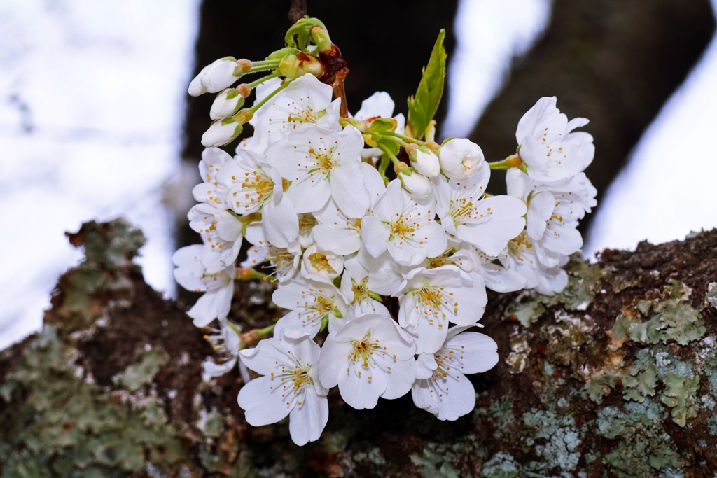 ソメイヨシノの亜系.1