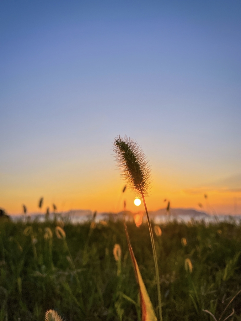エノコログサ越しの夕景