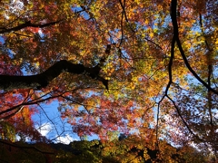 青空と紅葉の透過光