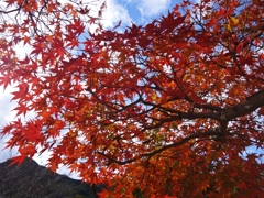 近場の紅葉