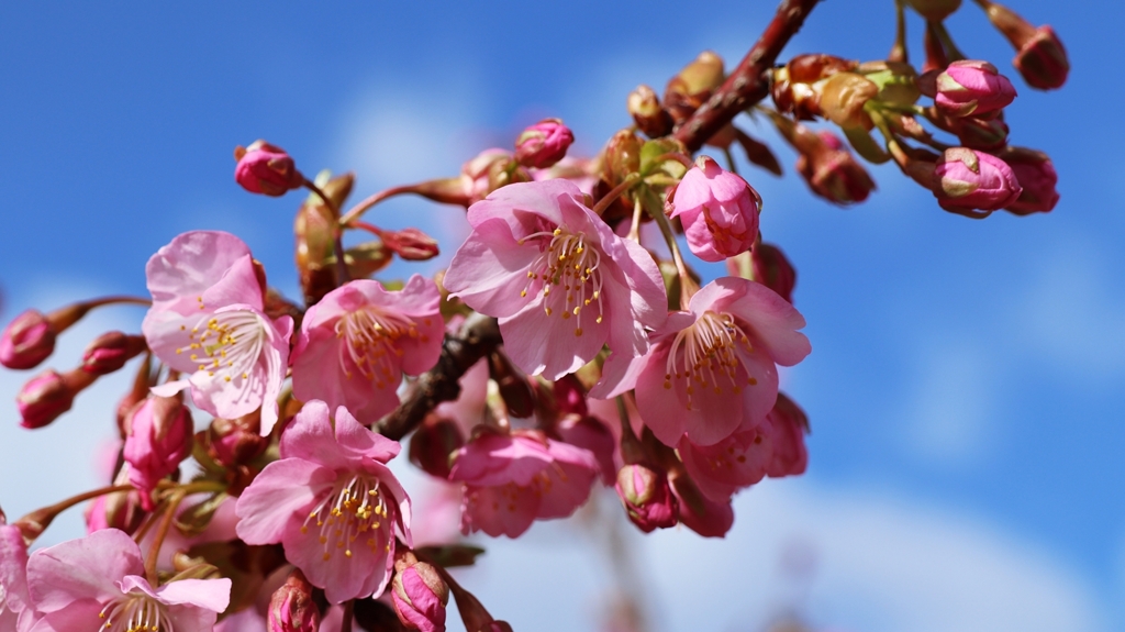 河津桜
