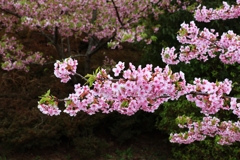 河津桜も終焉どき