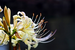 Spider lily-3
