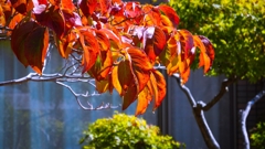 ハナミズキの紅葉