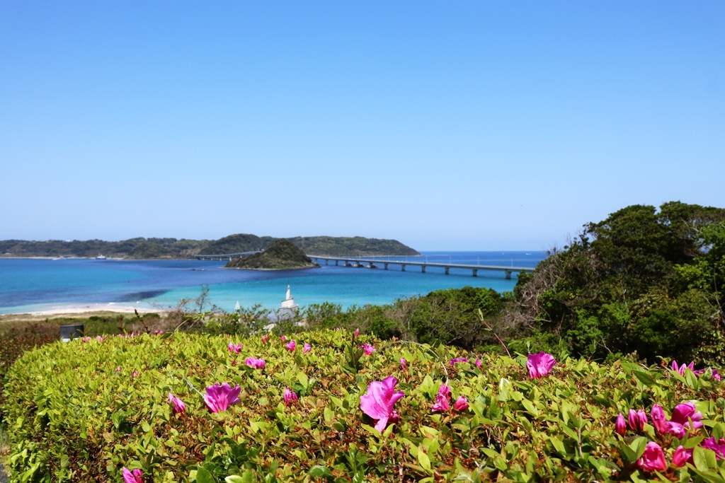 ツツジ越しの角島大橋
