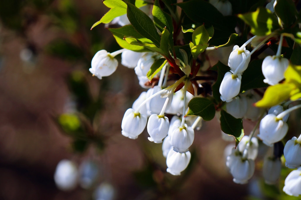 ドウダンツツジの花
