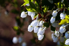 ドウダンツツジの花
