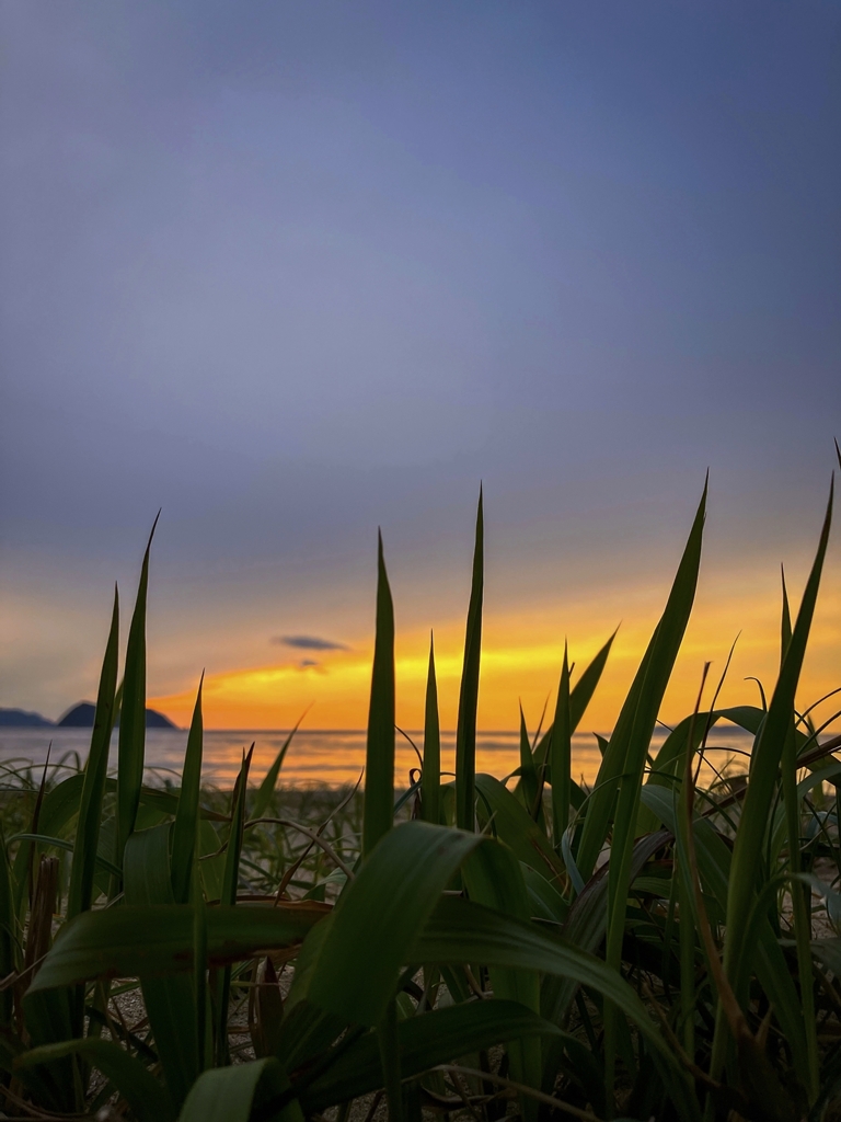 草むらからこんばんは