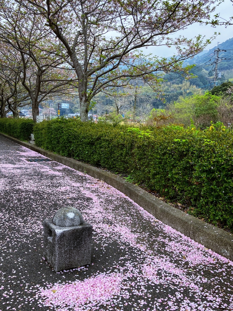 葉桜へ