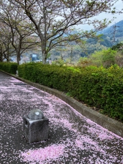 葉桜へ