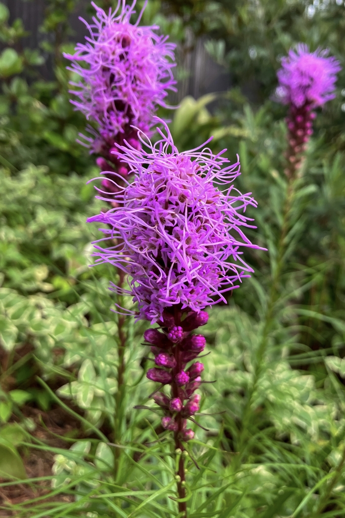 リアトリス（キリンギク）