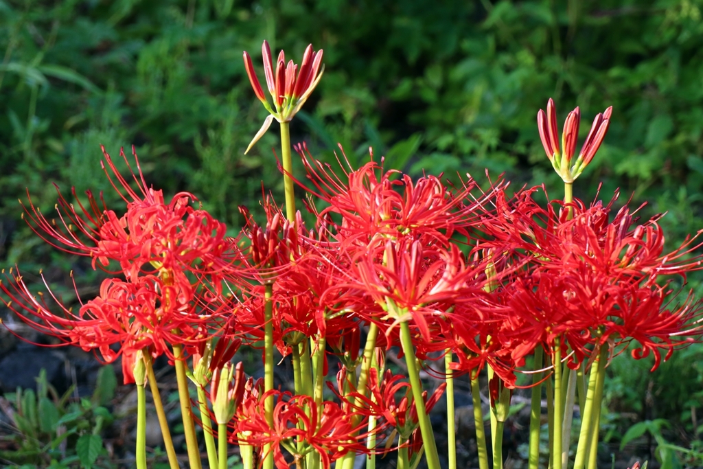 今年の撮り納め