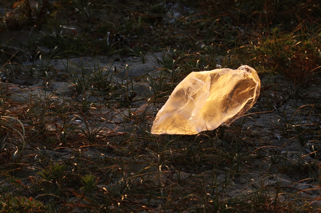 西日に輝くビニール袋