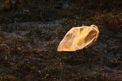 西日に輝くビニール袋