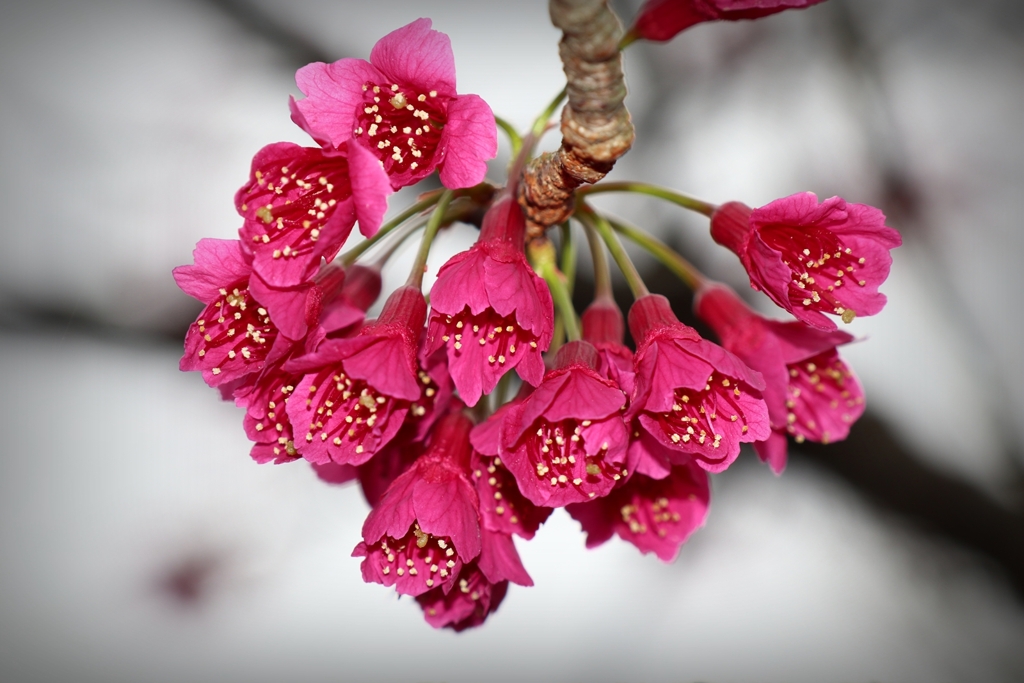 緋寒桜（寒緋桜）