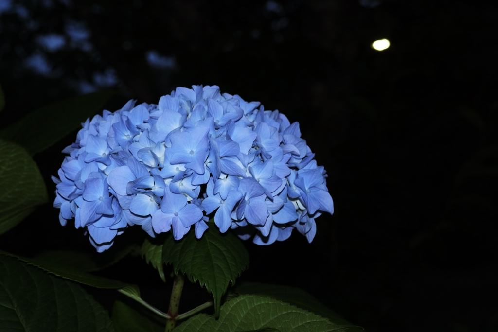 夜の紫陽花