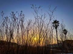 枯草越しの夕陽