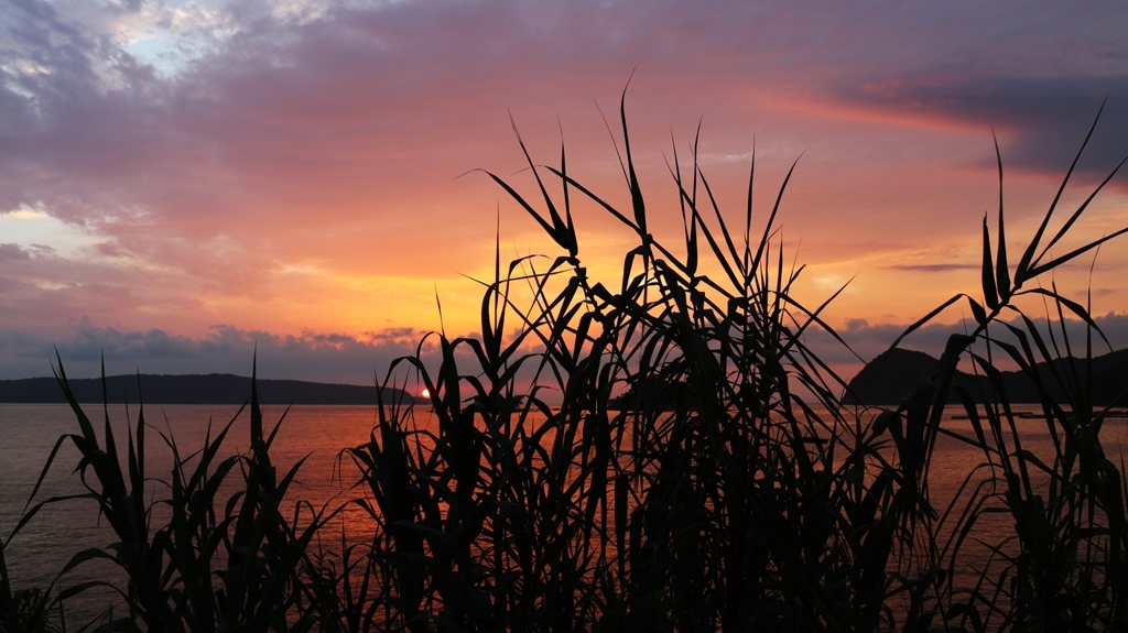 暖竹（別名ヨシタケ）越しの夕景
