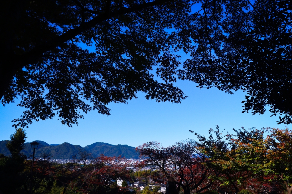 モミジ越しの風景