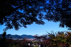 モミジ越しの風景