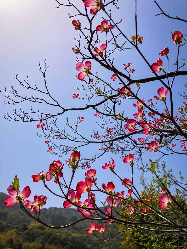 透かして観る　ver.2