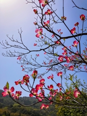 透かして観る　ver.2