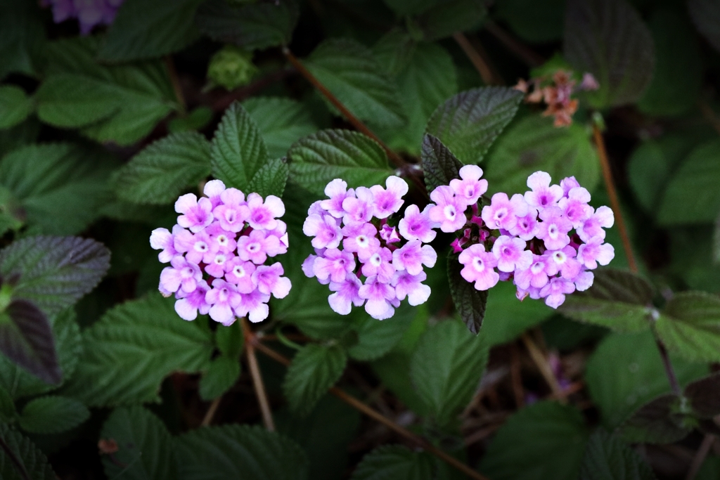 草むらで目立っていた連中