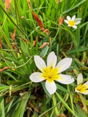 スイセンアヤメ