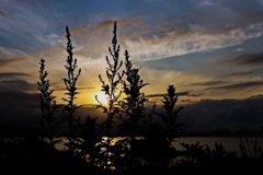 雑草のシルエット