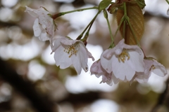 雨の日の山桜