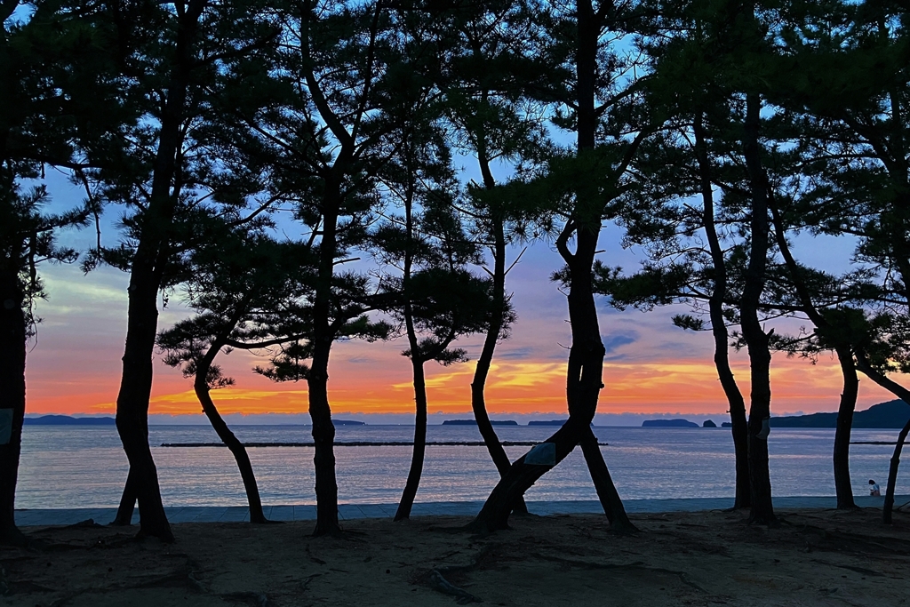 松林越しの夕景