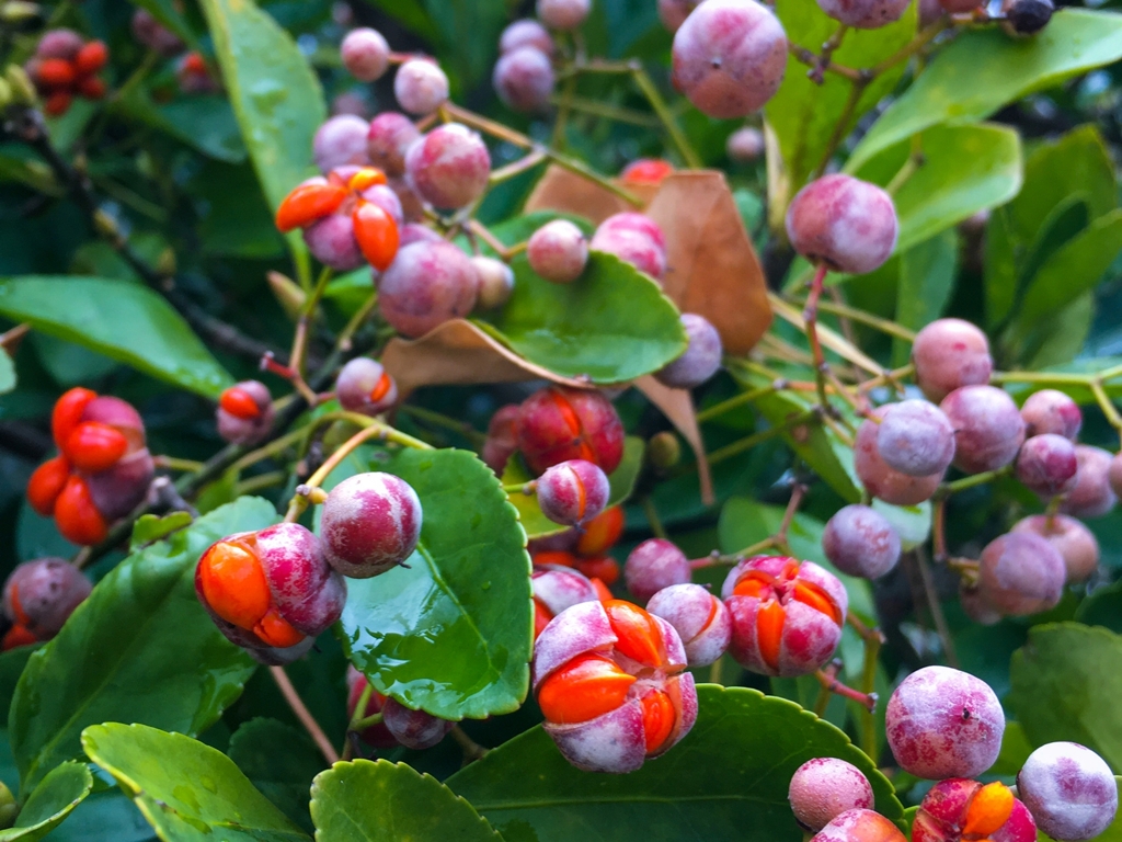 マサキ（柾）の実