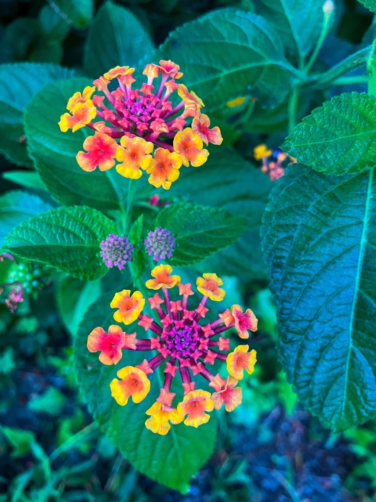 七変化（ランタナ）