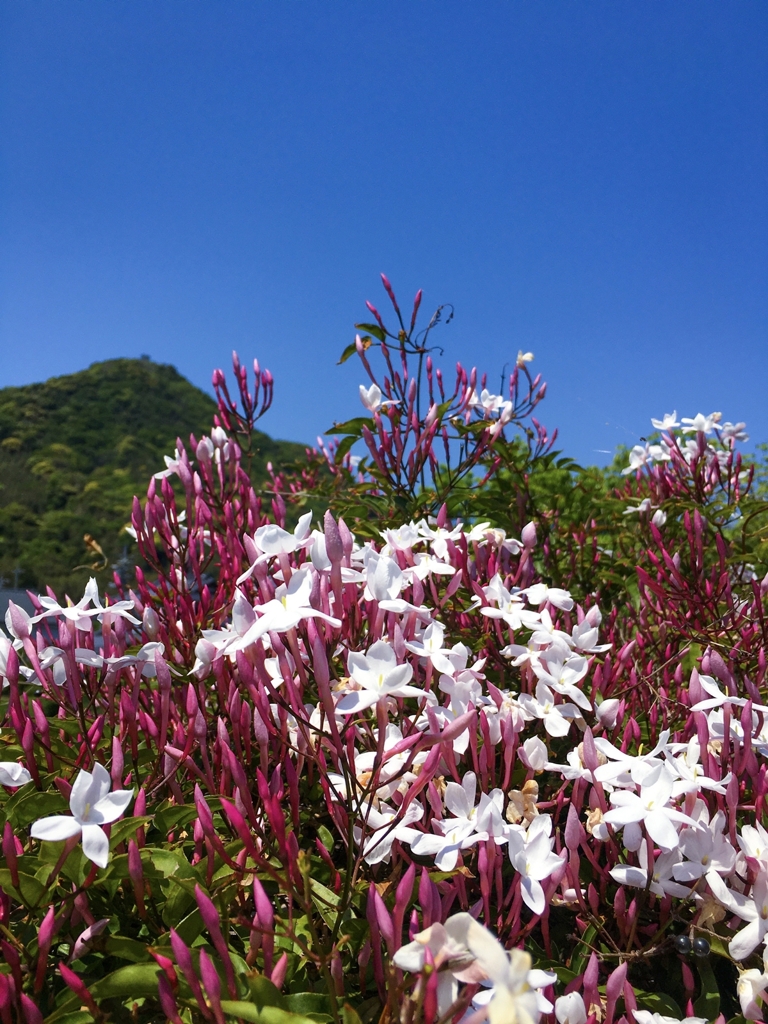 本日のジャスミン