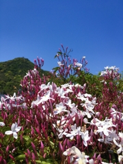 本日のジャスミン