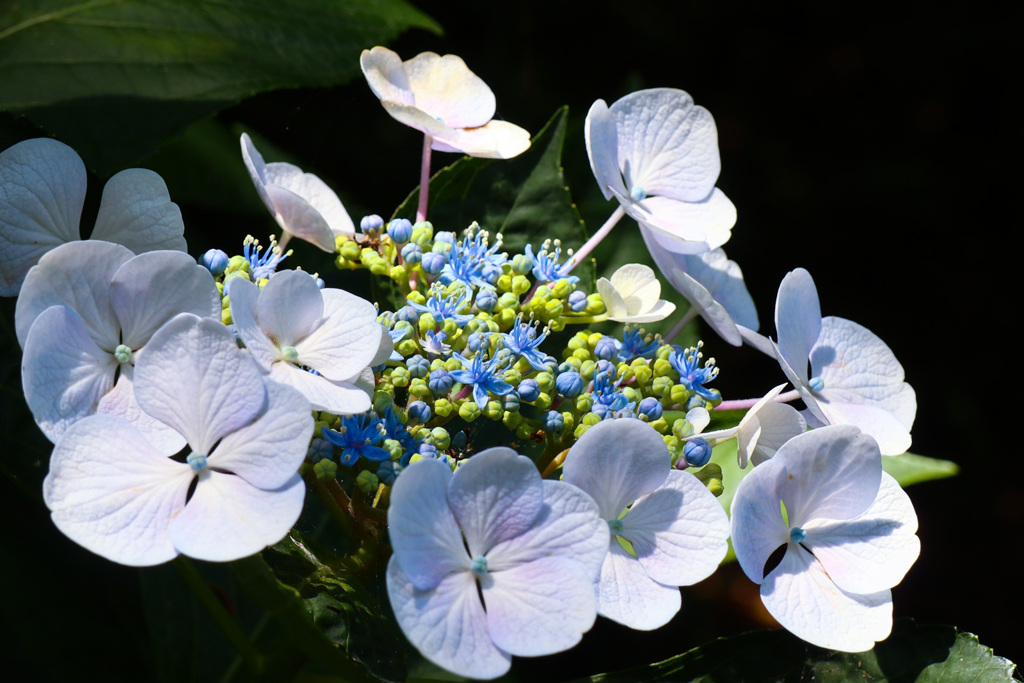 ガクアジサイの花