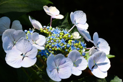 ガクアジサイの花