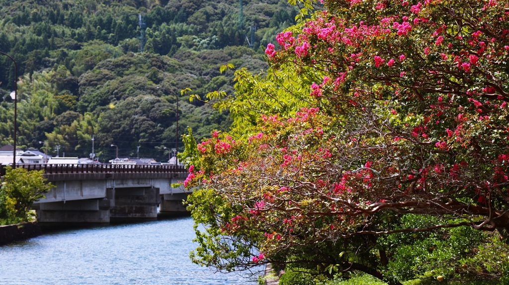 運河の入り口に咲く百日紅