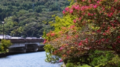 運河の入り口に咲く百日紅